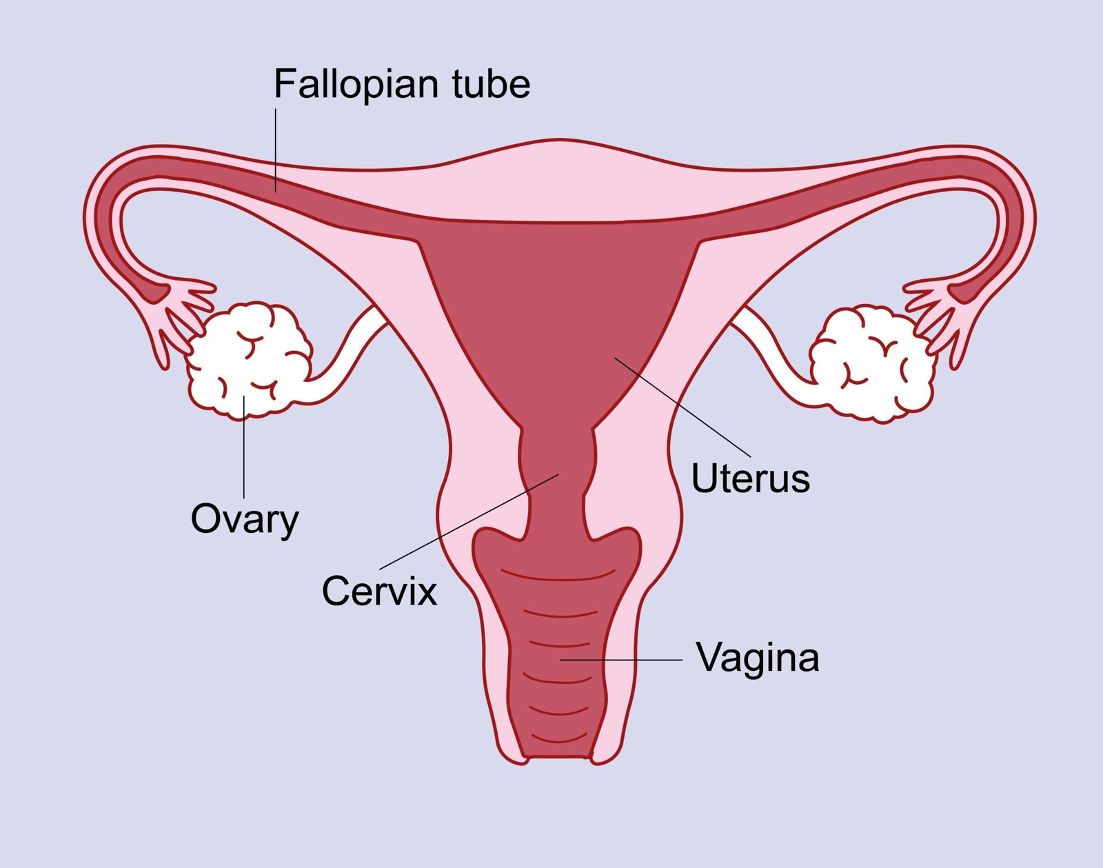 hysterectomy | MedEase | Healthcare Services in India